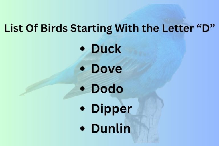 List Of Birds Starting With Letter “D”