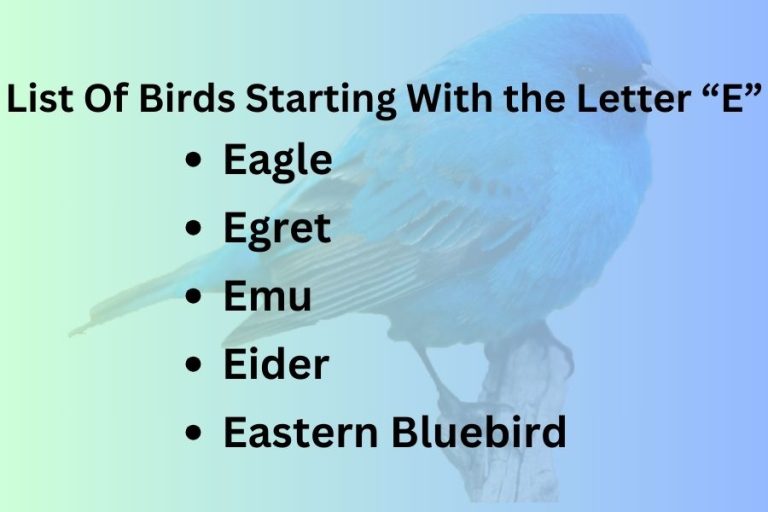 List Of Birds Starting With Letter “E”
