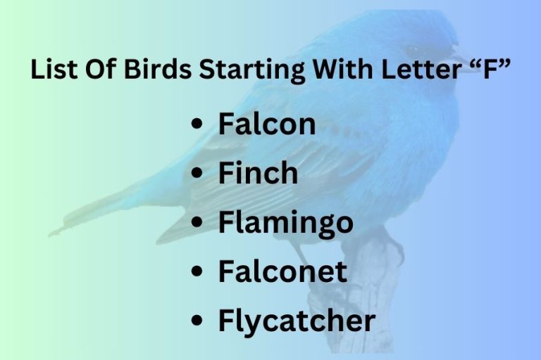 List Of Birds Starting With Letter “F”