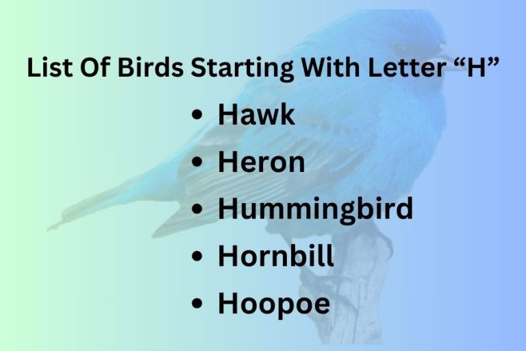List Of Birds Starting With Letter “H”