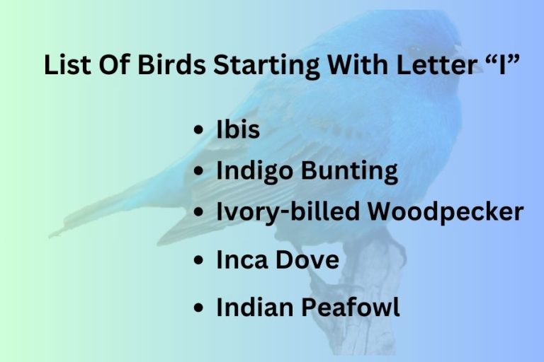 List Of Birds Starting With Letter “I”