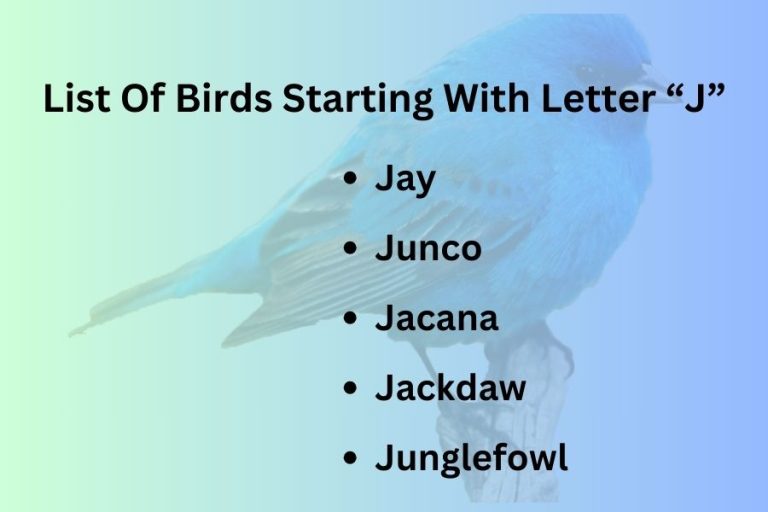 List Of Birds Starting With Letter “J”