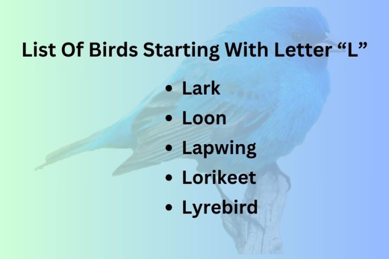 List Of Birds Starting With Letter “L”