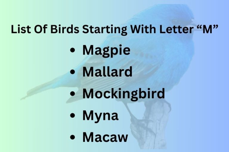 List Of Birds Starting With Letter “M”