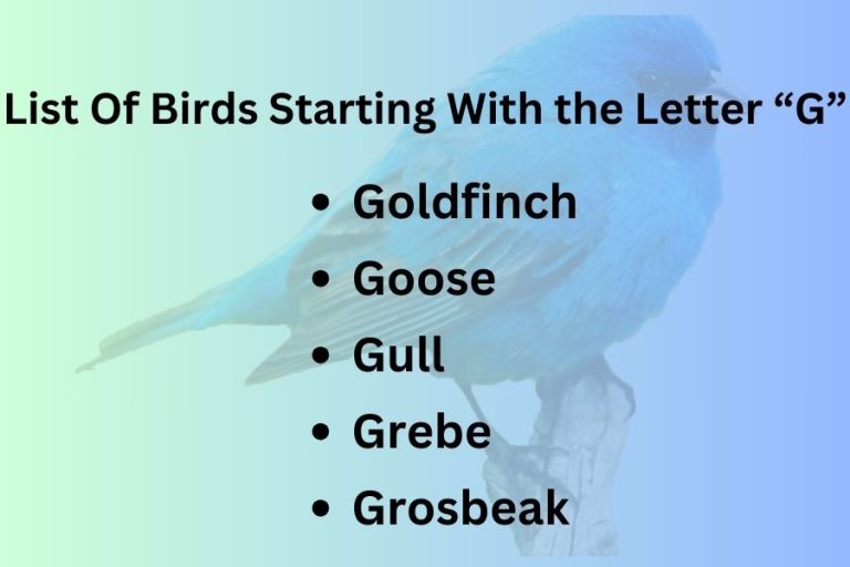 List Of Birds Starting With Letter “G”