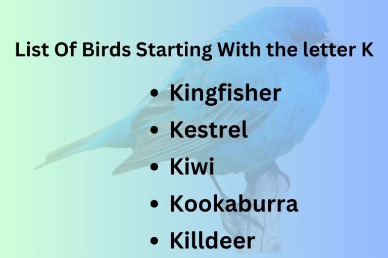 List Of Birds Starting With Letter “K”